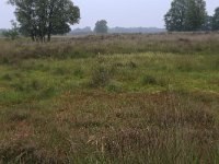 NL, Drenthe, Aa en Hunze, Gasterense duinen 5, Saxifraga-Hans Boll