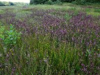 NL, Drenthe, Aa en Hunze, Oudemolen  12, Saxifraga-Hans Boll