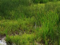 NL, Drenthe, Aa en Hunze, Oudemolen 10, Saxifraga-Hans Boll