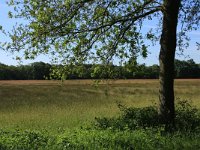 NL, Drenthe, Aa en Hunze, Oudemolen 18, Saxifraga-Hans Boll