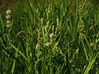 NL, Drenthe, Aa en Hunze, Oudemolen 24, Saxifraga-Hans Boll