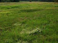 NL, Drenthe, Aa en Hunze, Oudemolen 3, Saxifraga-Hans Boll