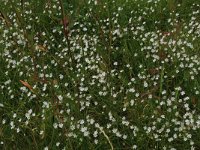 NL, Drenthe, Aa en Hunze, Oudemolen 6, Saxifraga-Hans Boll