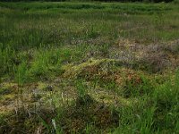 NL, Drenthe, Aa en Hunze, Oudemolen 61, Saxifraga-Hans Boll