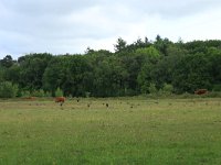 NL, Drenthe, Aa en Hunze, Oudemolen 66, Saxifraga-Hans Boll