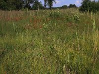 NL, Drenthe, Aa en Hunze, Westerlanden 12, Saxifraga-Hans Boll