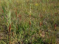 NL, Drenthe, Aa en Hunze, Westerlanden 15, Saxifraga-Hans Boll