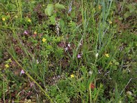 NL, Drenthe, Aa en Hunze, Westerlanden 38, Saxifraga-Hans Boll