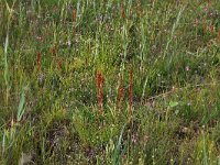 NL, Drenthe, Aa en Hunze, Westerlanden 9, Saxifraga-Hans Boll