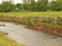 NL, Drenthe, Assen, Deurzerdiep 12, Saxifraga-Hans Boll