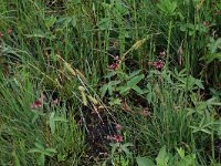 NL, Drenthe, Assen, Deurzerdiep 30, Saxifraga-Hans Boll