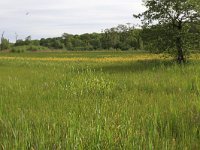 NL, Drenthe, Assen, Deurzerdiep 44, Saxifraga-Hans Boll