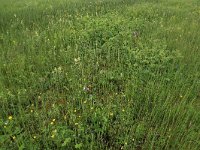 NL, Drenthe, Assen, Deurzerdiep 66, Saxifraga-Hans Boll