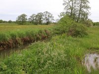 NL, Drenthe, Assen, Deurzerdiep 76, Saxifraga-Hans Boll