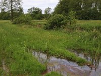 NL, Drenthe, Assen, Deurzerdiep 79, Saxifraga-Hans Boll