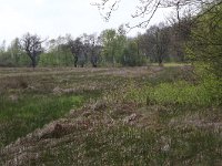 NL, Drenthe, Tynaarlo, De Heest 23, Saxifraga-Hans Boll