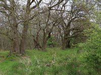 NL, Drenthe, Tynaarlo, Tynaarlose Diep 11, Saxifraga-Hans Boll