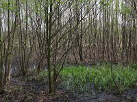 NL, Drenthe, Tynaarlo, Tynaarlose Diep 12, Saxifraga-Hans Boll