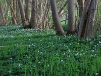 NL, Drenthe, Tynaarlo, Tynaarlose Diep 15, Saxifraga-Hans Boll