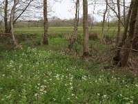 NL, Drenthe, Tynaarlo, Tynaarlose Diep 8, Saxifraga-Hans Boll