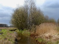 NL, Noord-Brabant, Bergeijk, Enderbeemden 10, Saxifraga-Marijke Verhagen