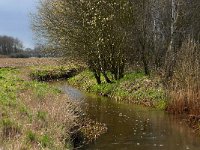 NL, Noord-Brabant, Bergeijk, Enderbeemden 12, Saxifraga-Marijke Verhagen