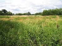 NL, Noord-Brabant, Bergeijk, Keersop near Westerhoven 2, Saxifraga-Tom Heijnen