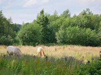 NL, Noord-Brabant, Bergeijk, Keersop near Westerhoven 3, Saxifraga-Tom Heijnen