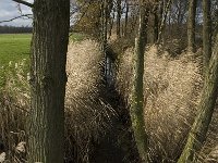 NL, Noord-Brabant, Bergeijk, Keunensloop 4, Saxifraga-Marijke Verhagen