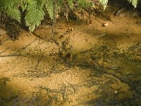 NL, Noord-Brabant, Oirschot, Kleine Beerze 17, Saxifraga-Jan van der Straaten