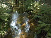 NL, Noord-Brabant, Oirschot, Kleine Beerze 2, Saxifraga-Jan van der Straaten