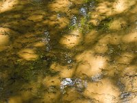 NL, Noord-Brabant, Oirschot, Kleine Beerze 20, Saxifraga-Jan van der Straaten