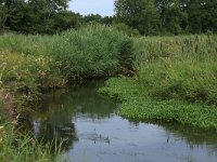 NL, Drenthe, Tynaarlo, Lage Maden 10, Saxifraga-Hans Boll