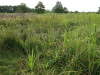 NL, Drenthe, Tynaarlo, Lage Maden 16, Saxifraga-Hans Boll