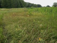 NL, Drenthe, Tynaarlo, Lage Maden 30, Saxifraga-Hans Boll