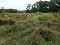 NL, Drenthe, Tynaarlo, Lage Maden 49, Saxifraga-Hans Boll