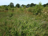 NL, Drenthe, Tynaarlo, Lage Maden 50, Saxifraga-Hans Boll