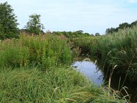 NL, Drenthe, Tynaarlo, Lage Maden 8, Saxifraga-Hans Boll