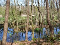 NL, Limburg, Leudal, Leubeek 2, Saxifraga-Tom Heijnen