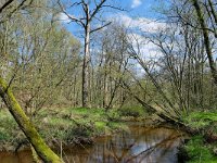 NL, Limburg, Leudal, Leubeek 7, Saxifraga-Tom Heijnen