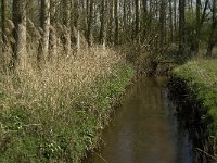 NL, Noord-Brabant, Baarle-Nassau, Halsche Beemden 120, Saxifraga-Willem van Kruijsbergen