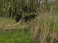 NL, Noord-Brabant, Baarle-Nassau, Halsche Beemden 133, Saxifraga-Willem van Kruijsbergen