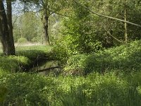 NL, Noord-Brabant, Baarle-Nassau, Halsche Beemden 140, Saxifraga-Willem van Kruijsbergen