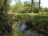 NL, Noord-Brabant, Baarle-Nassau, Halsche Beemden 141, Saxifraga-Willem van Kruijsbergen