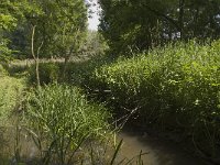 NL, Noord-Brabant, Baarle-Nassau, Halsche Beemden 152, Saxifraga-Willem van Kruijsbergen