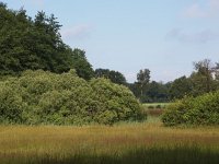 NL, Overijssel, Tubbergen, Mosbeek 10, Saxifraga-Hans Dekker