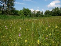 NL, Overijssel, Tubbergen, Mosbeek 4, Saxifraga-Hans Dekker