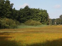 NL, Overijssel, Tubbergen, Mosbeek 7, Saxifraga-Hans Dekker