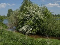 NL, Noord-Brabant, Boxmeer, Oeffeltsche Raam 9, Saxifraga-Jan van der Straaten