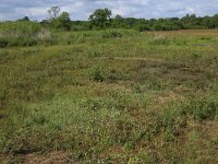 NL, Drenthe, Tynaarlo, Ossenbroeken 18, Saxifraga-Hans Boll